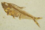 Detailed Fossil Fish (Diplomystus) - Wyoming #373829-1